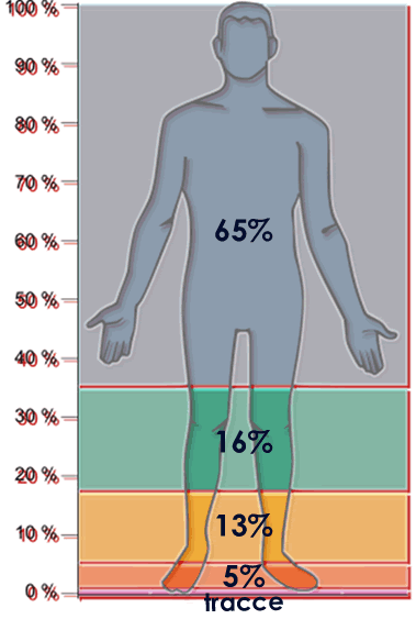 composizione corpo